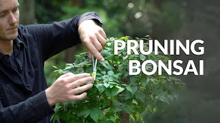 How to Prune a Bonsai tree [upl. by Ettevroc]