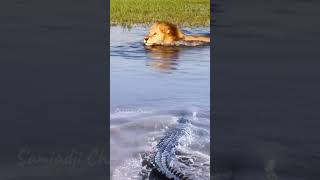 crocodile VS Lion crocodillefight lionking [upl. by Samaj]