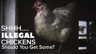 TOWN SAYS NO TO CHICKENS Should you get them anyway [upl. by Yssenhguahs]