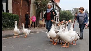 Die Gänsehirtin und ihre süße Schar  Frau treibt Gänse durch Burguffeln [upl. by Hildegaard287]