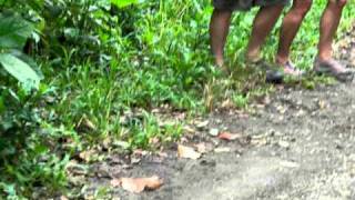 Costa Rica Trip 2010Sloth crossing road [upl. by Marlie]