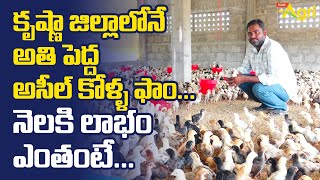 Biggest Aseel Chicks farm tour in Krishna District  అసీల్ కోళ్ళ ఫాంతో లాభం ఎంత  Tone Agri [upl. by Arakaj]