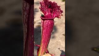 Sarracenia Pitcher plant eating flies pitcherplant [upl. by Gamin496]