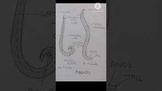 How to draw ascaris diagram।। easy ascaris diagram ।। easy art diagram shorts pencildrawing [upl. by Ahsennod]