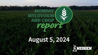 Monday Mycotoxin and Crop Report for August 5 2024 [upl. by Feriga]