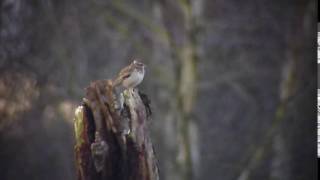 Woodlark Skipwith Common Yorkshire [upl. by Garrott]