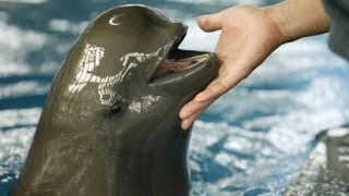 Rare porpoise in danger of extinction [upl. by Herbert]