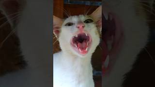 Long and loud cat meow sound to attract cats and to prank dogs [upl. by Orna333]