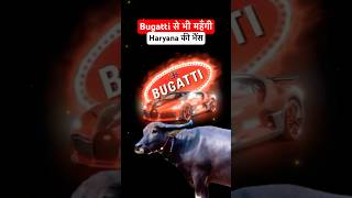 Bugatti Veyron is cheaper than Buffalo in Haryana manishbhardwaj bugattifans viralnews shorts [upl. by Halyk642]