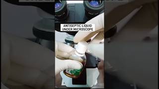 Antiseptic liquid under microscope 🔬microscope ytshorts viralvideo antisepticliquid [upl. by Juliano]