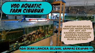 Main Ke Farm Ikan Hias VOD Aquatic Cibubur Ada Ikan Manfish Red Devil Manacapuru Rainbow Dll [upl. by Adalard]