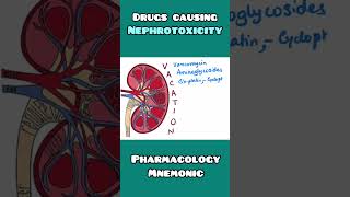 Drugs causing Nephrotoxicity  simple mnemonic for USMLE NEET PG NCLEX INICET [upl. by Ayana]