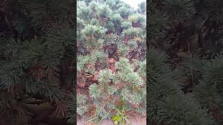 Pinus parviflora plant melodybacanto6572 [upl. by Ricky]