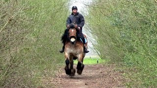 Dutch Draft Kim amp Maarten A Full Canter [upl. by Thursby874]