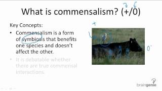 1525 What is commensalism [upl. by Enifesoj371]