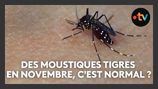 Des moustiques tigres sur la Côte dAzur en novembre cest normal [upl. by Melodie]