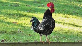 Rooster crowing loud in the early morning [upl. by Nina]