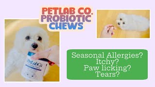 Trying PetLab Co’s Probiotic chews for my Itchy Paw licking Dog – 30 Day Dog Owner Review [upl. by Jen959]