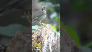 Tickells thrush birds wildlife birdwatching nature naturelovers orientalwhiteeye wildlife [upl. by Karrie220]