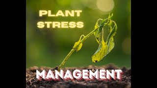 Plant Stress management I paano maiwasan ang stress sa halaman at maiwasan ang pagkalugi [upl. by Dearman]