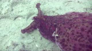 The California Sea Hare [upl. by Mapes129]