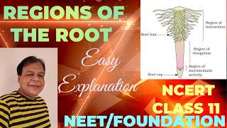 Class 11  Regions of Root  Morphology of Flowering PlantsTutorial with detailed explanation [upl. by Joe417]