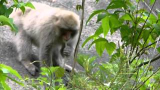 Japanese Monkeys Eat Kudzu Vine ニホンザル群れがクズの蔓を採食 [upl. by Derk741]