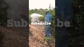 Agriculture pesticide spray fumigationservices fumigation pestmanagement [upl. by Hannazus95]