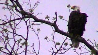 American Bald Eagle in Llano TX April 2014 [upl. by Ayekat]