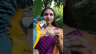 Macaw Parrot Eats Puthareku Sweet [upl. by Morell]