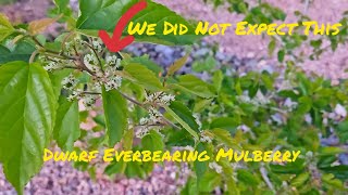 We Didnt Know This About Our Mulberry Tree Until It Blew Up [upl. by Nylyaj]