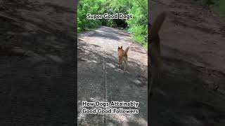 Cool Calm Dogs SuperGoodDogs Smart Dog DogTrainer [upl. by Azriel]