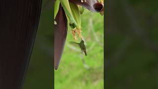 Cute hummingbird 🥰love birds shortvideo shorts trending shortsfeed subscribe birdslover [upl. by Fanny]