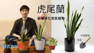 虎尾蘭 NASA認證的最強室內淨化空氣植物，換盆及扦插繁殖分享 株式会社Max [upl. by Assetniuq]