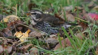 Dusky Thrush in Beeley Village Derbyshire 7th December 2016 [upl. by Fernas]