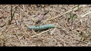 Threadwaisted Sand Wasp tries to lift too much and goes nowhere fast Genus Ammophila [upl. by Gnim]