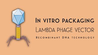 In vitro packaging using λphage  Recombinant DNA technology  Akash Mitra [upl. by Nahoj]