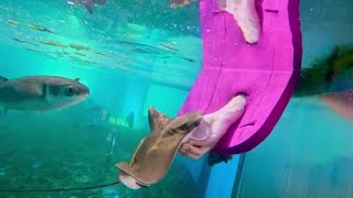 ‘Sunny’ the Cownose ray joins the St Augustine Aquarium [upl. by Skiest]