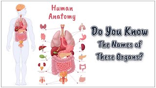 Human Anatomy Name of the Organs  Male  English Vocabulary Builder [upl. by Ardeid163]