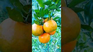 Gau ko local suntala🍊villagelife keepsupporting [upl. by Ynavoeg]