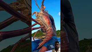 Biggest lobster ever ankitkamal26 food etawah chinesefood cooking foodie youtubeshorts up [upl. by Hallerson]