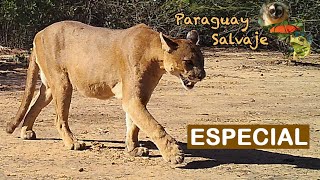 Paraguay Salvaje Especial Puma [upl. by Egidio]