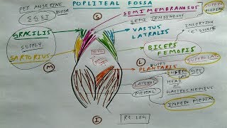 Popliteal fossa  1  TCML [upl. by Jarin]