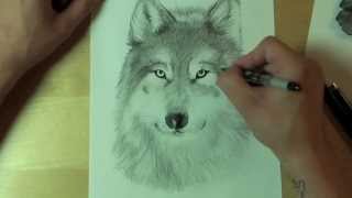 Wie zeichnet man einen WOLF  How to draw [upl. by Isolt]