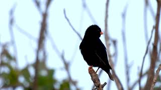 Village indigobird  Short video 4KUHD Birds Photography  Wild Video  Wildlife Animals [upl. by Laurentium]