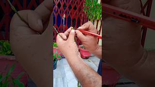 How to make stend rose plant  stend rose  shorts  plant  grafting  viral shorts  nature [upl. by Dougherty661]