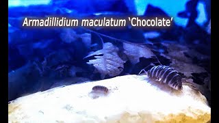 Armadillidium maculatum Chocolate isopods with their babies [upl. by Nial]