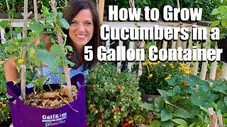 How to Grow Cucumbers in a 5 gallon Container DIY Trellis Container Garden Series 3 🥒👩🏻‍🌾🥒 [upl. by Mur]