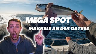 Mega Makrelen Spot Angeln in Dänemark [upl. by Iroc]