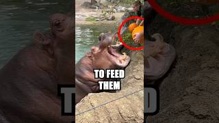 These Hippos Ate WHAT 😱 [upl. by Findley]